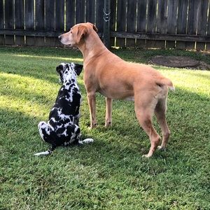 Meet your Posher, Alice